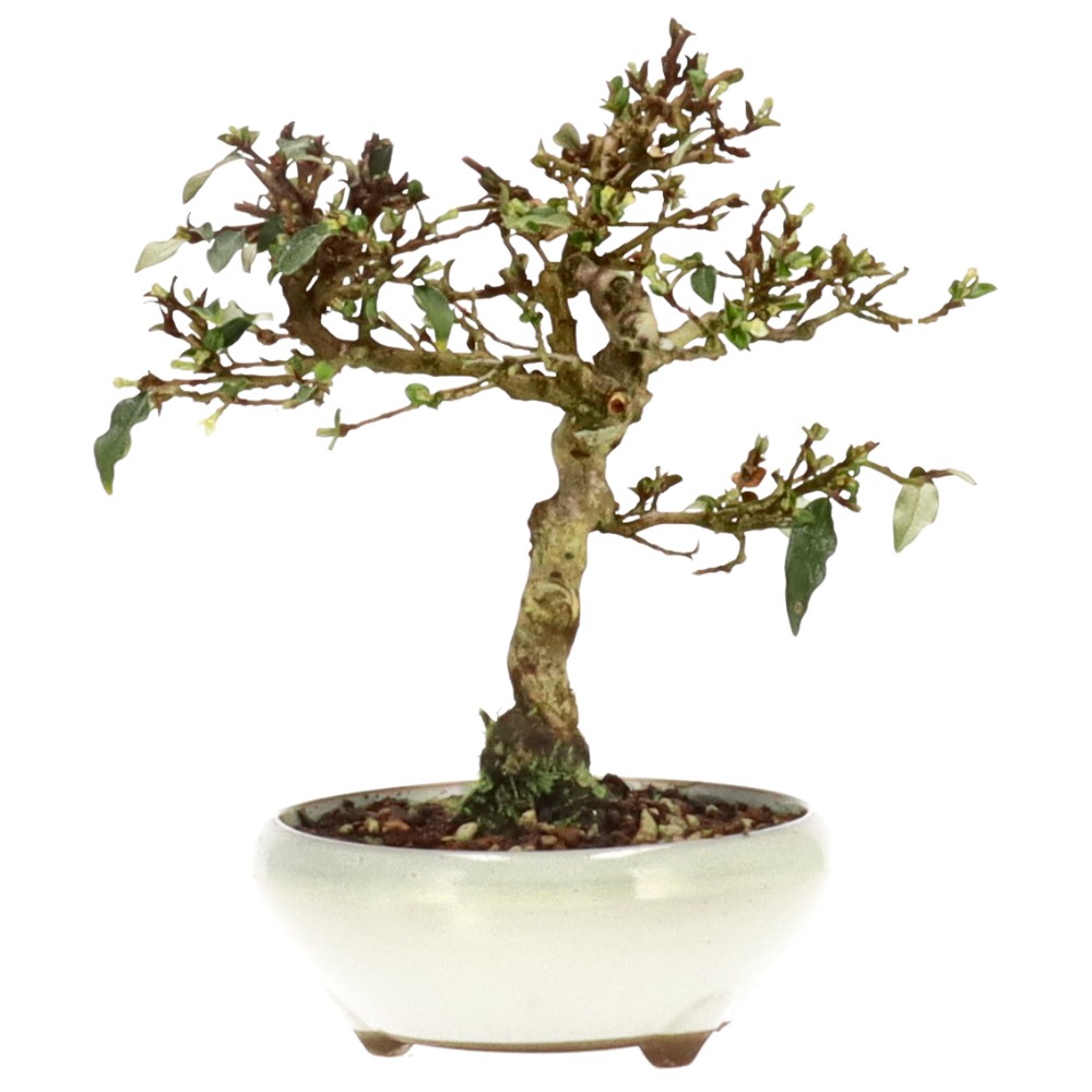 bonsai.fallbackImageTitle bonsai.fallbackImageTitle