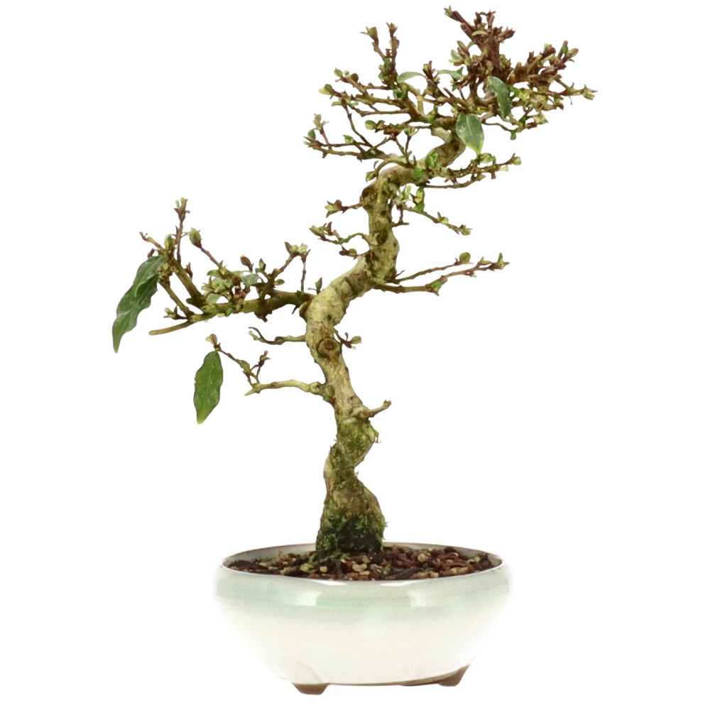 bonsai.fallbackImageTitle bonsai.fallbackImageTitle
