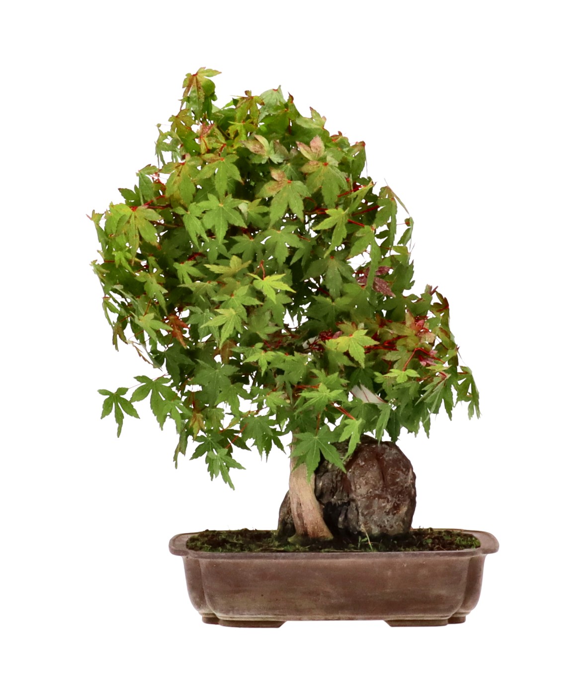 bonsai.fallbackImageTitle bonsai.fallbackImageTitle