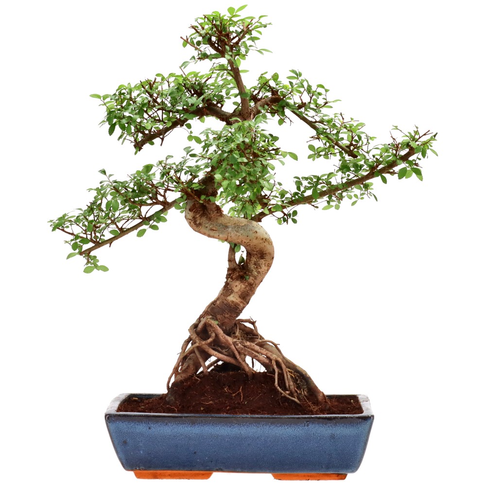 bonsai.fallbackImageTitle