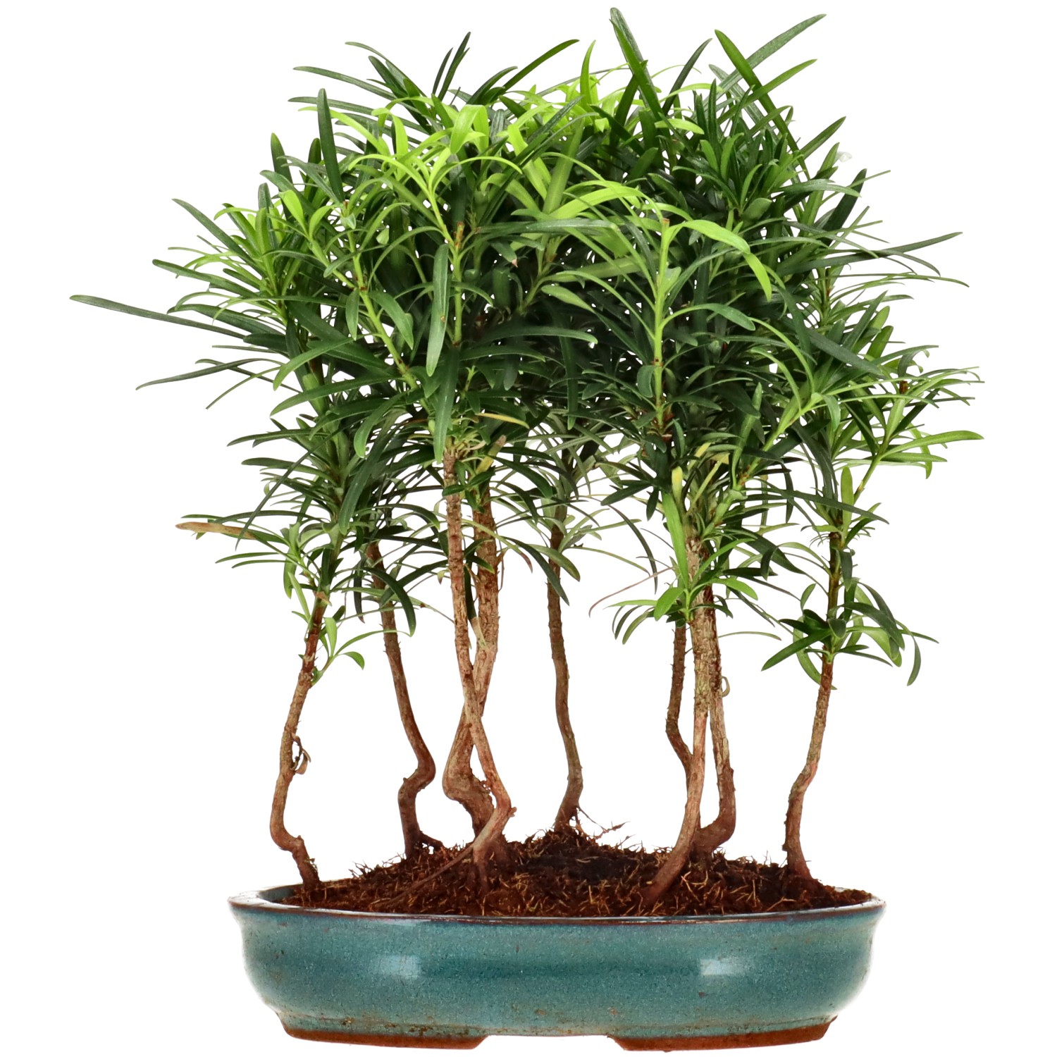 Pin de bouddhistes, env. 3 ans (27 cm)