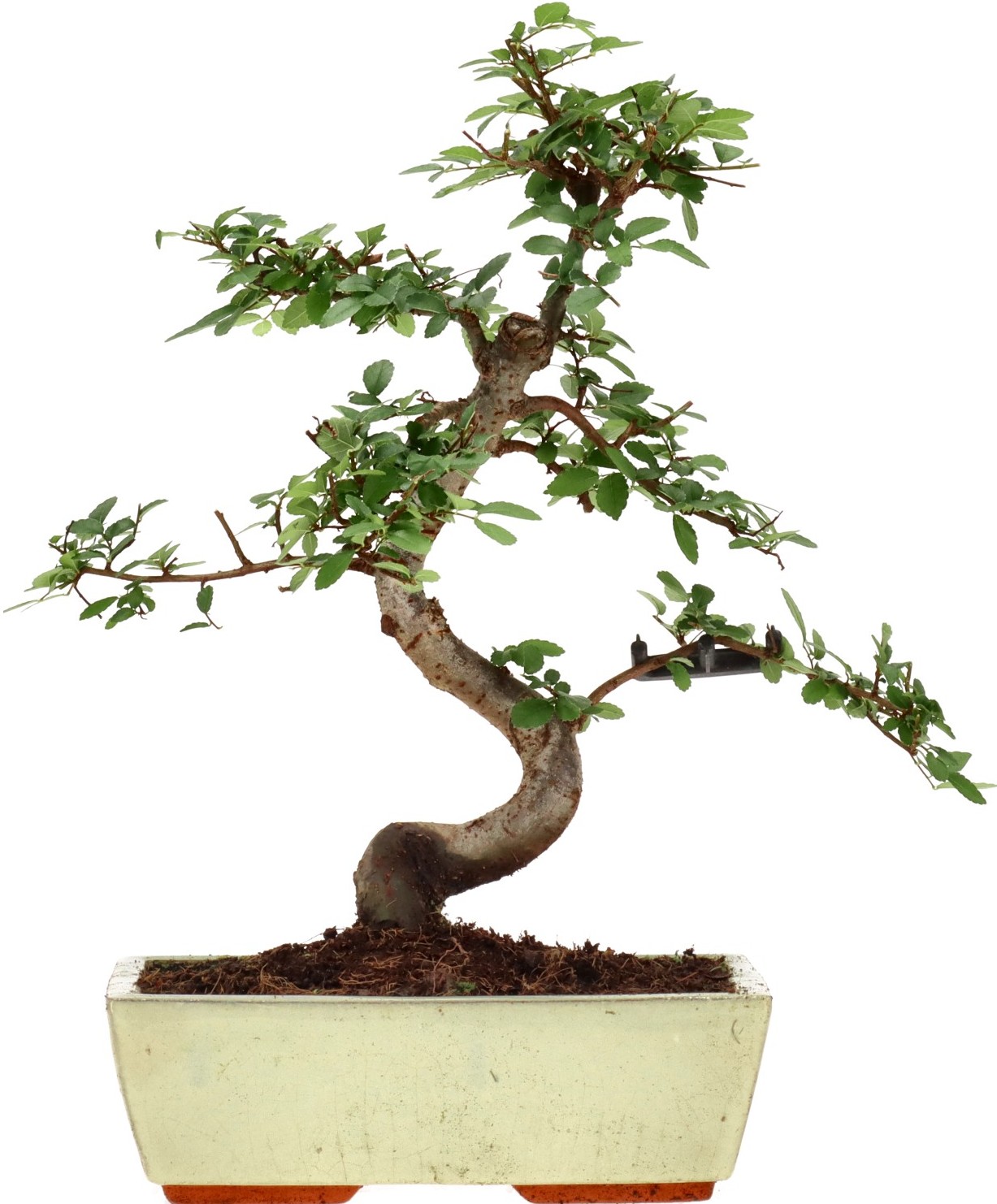 [Z024] Chinese elm, approx. 12 years