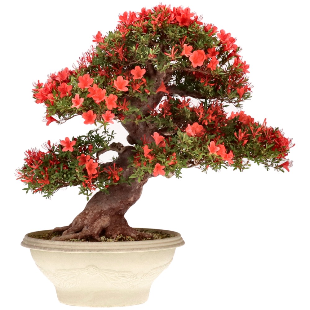bonsai.fallbackImageTitle