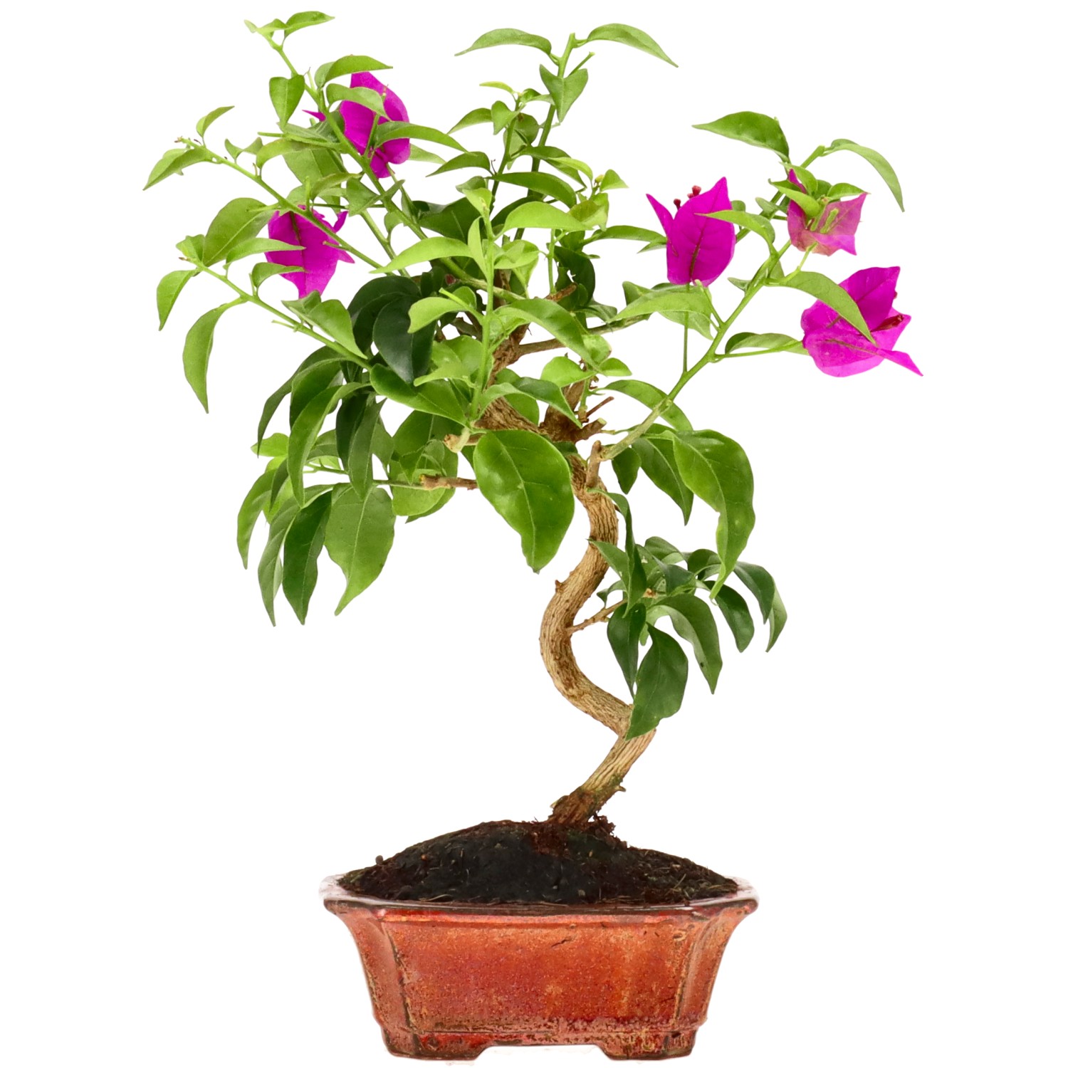 Bougainvillier, env. 8 ans (30 cm)