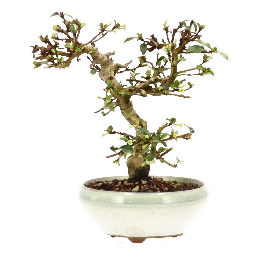 bonsai.fallbackImageTitle bonsai.fallbackImageTitle