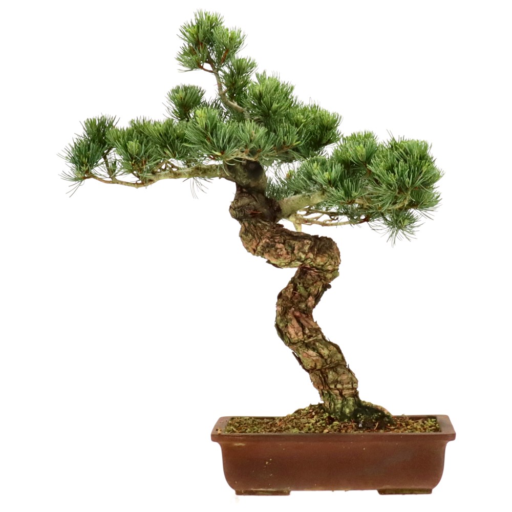 bonsai.fallbackImageTitle bonsai.fallbackImageTitle