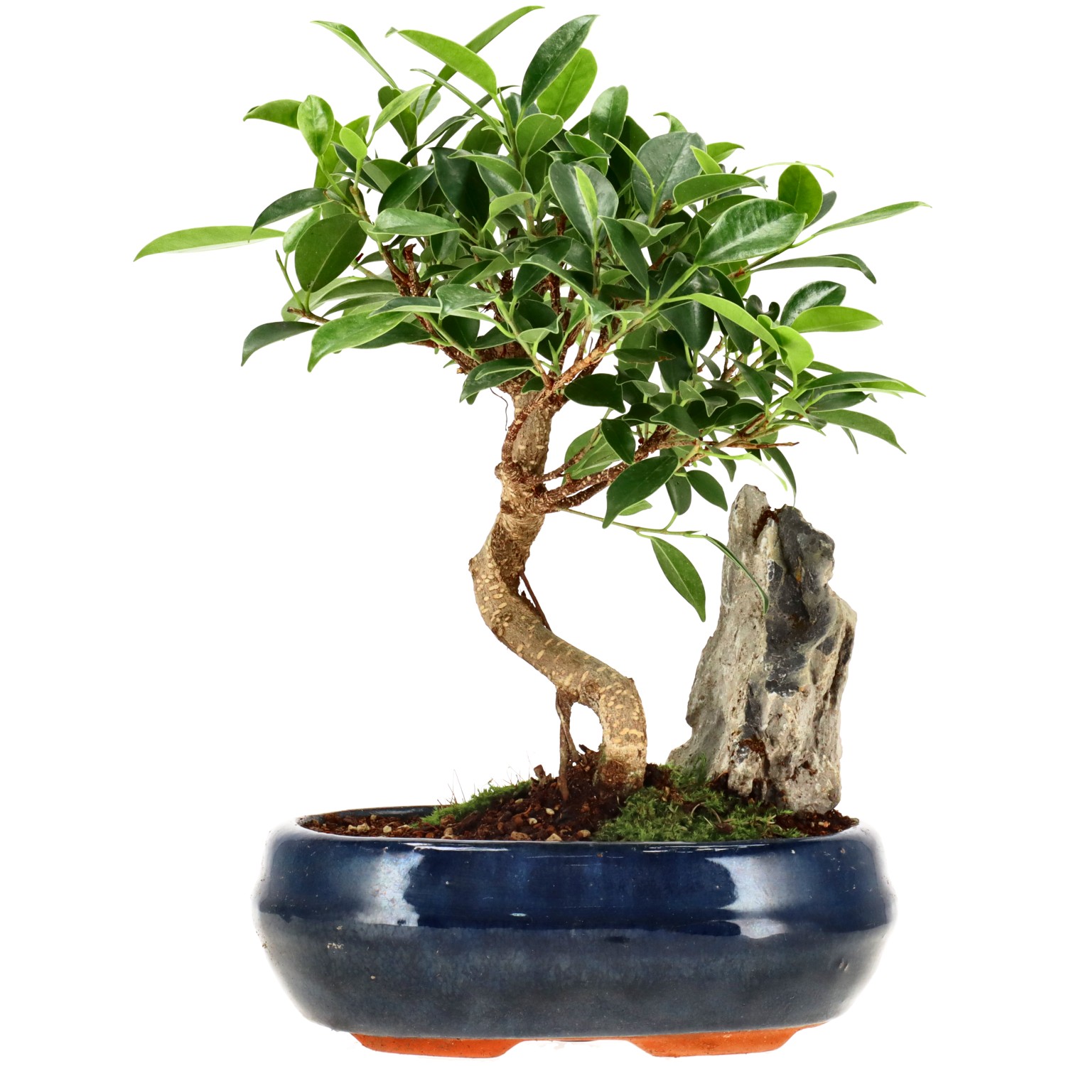 Chin. Feigenbaum (Retusa), ca. 8 J. (26 cm)