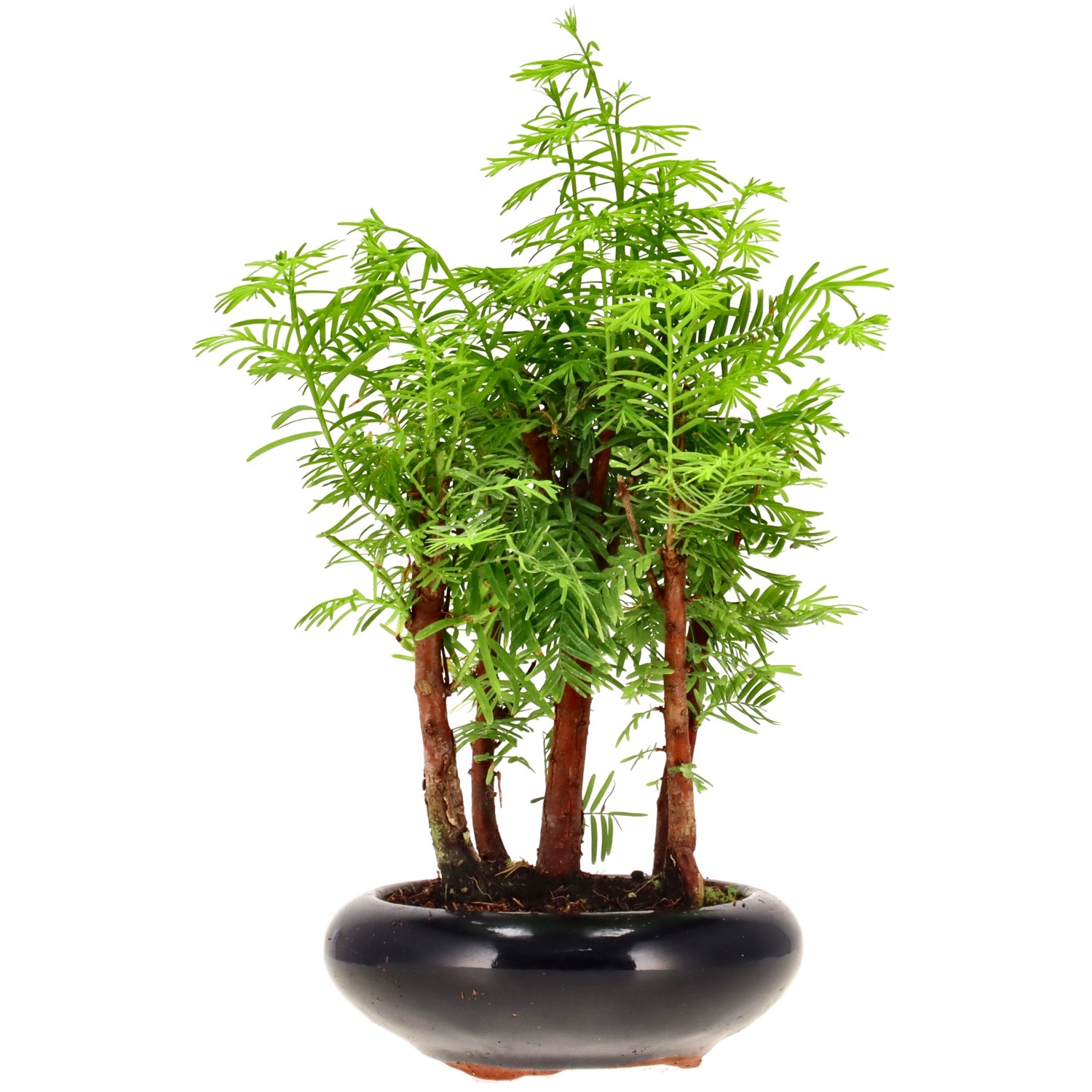 Metasequoia glyptostroboides, ca. 6 anni (25 cm)