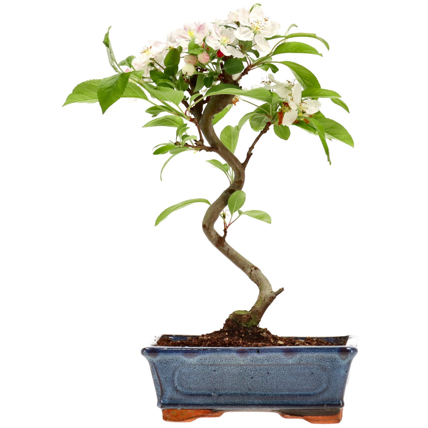 Pommier d’ornement, env. 8 ans (29 cm)