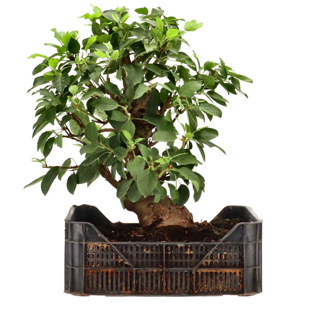 bonsai.fallbackImageTitle
