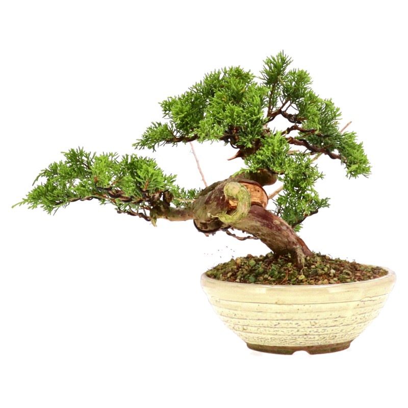 bonsai.fallbackImageTitle bonsai.fallbackImageTitle