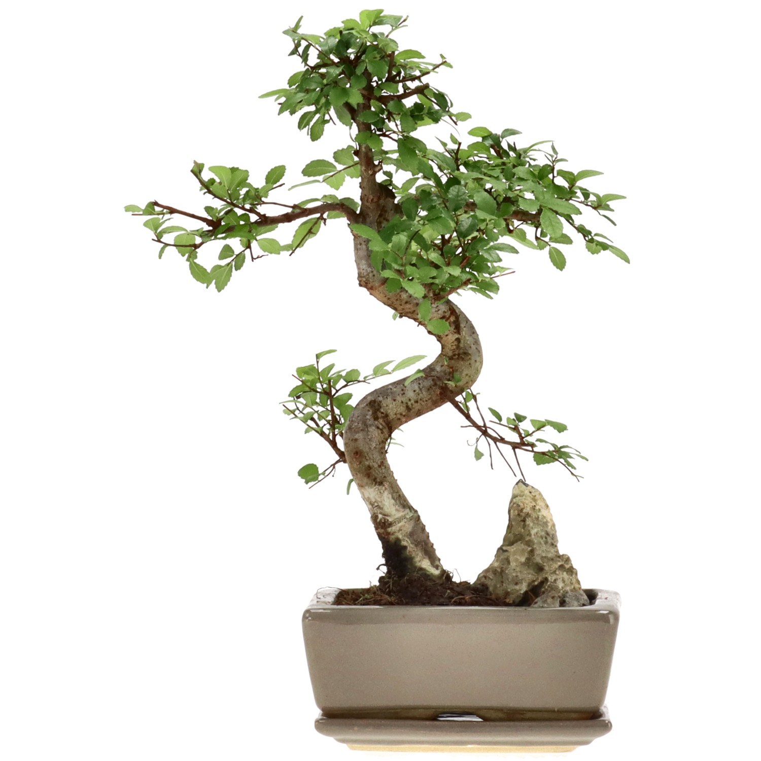 Olmo cinese, ca. 8 anni (28 cm)