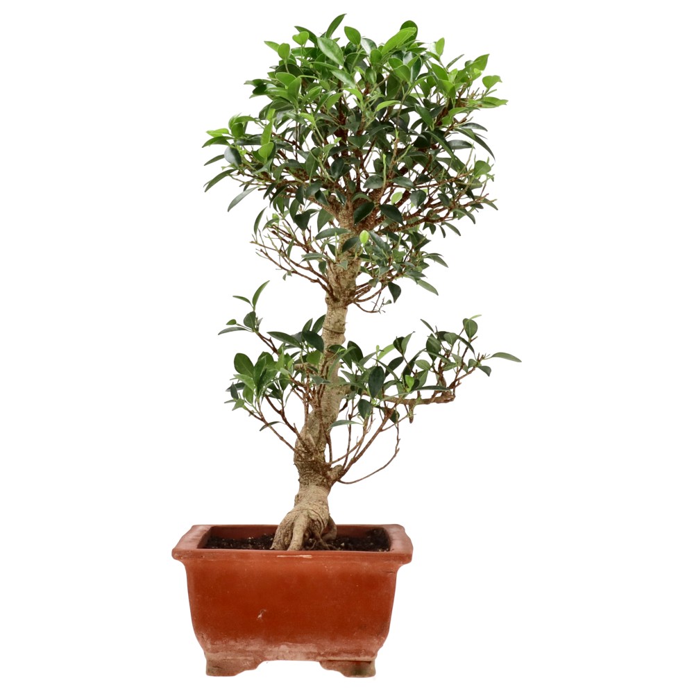 bonsai.fallbackImageTitle bonsai.fallbackImageTitle