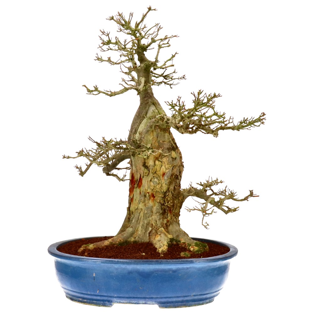 Dreispitzahorn, ca. 60 J. (97 cm) Dreispitzahorn, ca. 60 J. (97 cm)