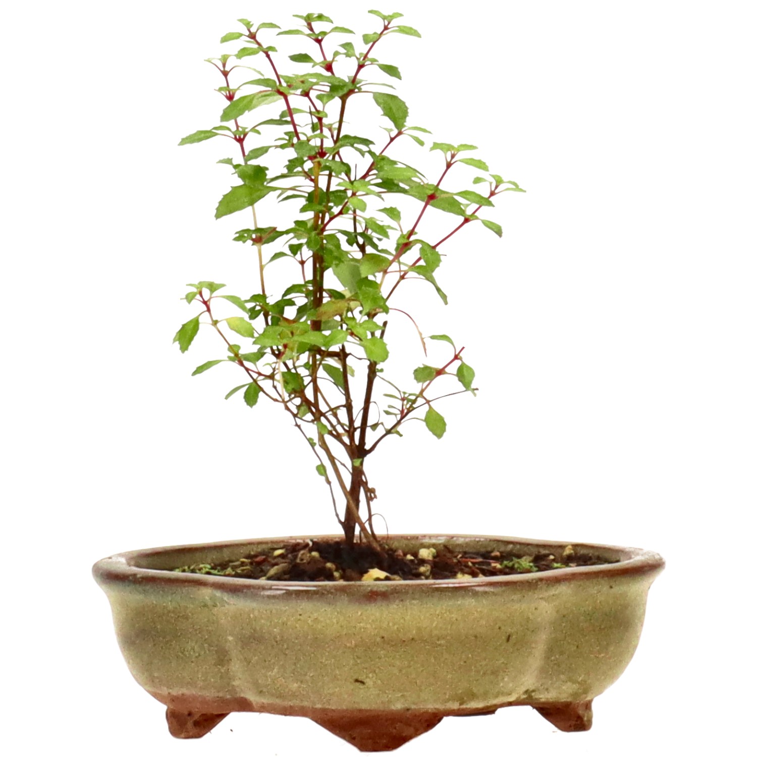bonsai.fallbackImageTitle bonsai.fallbackImageTitle