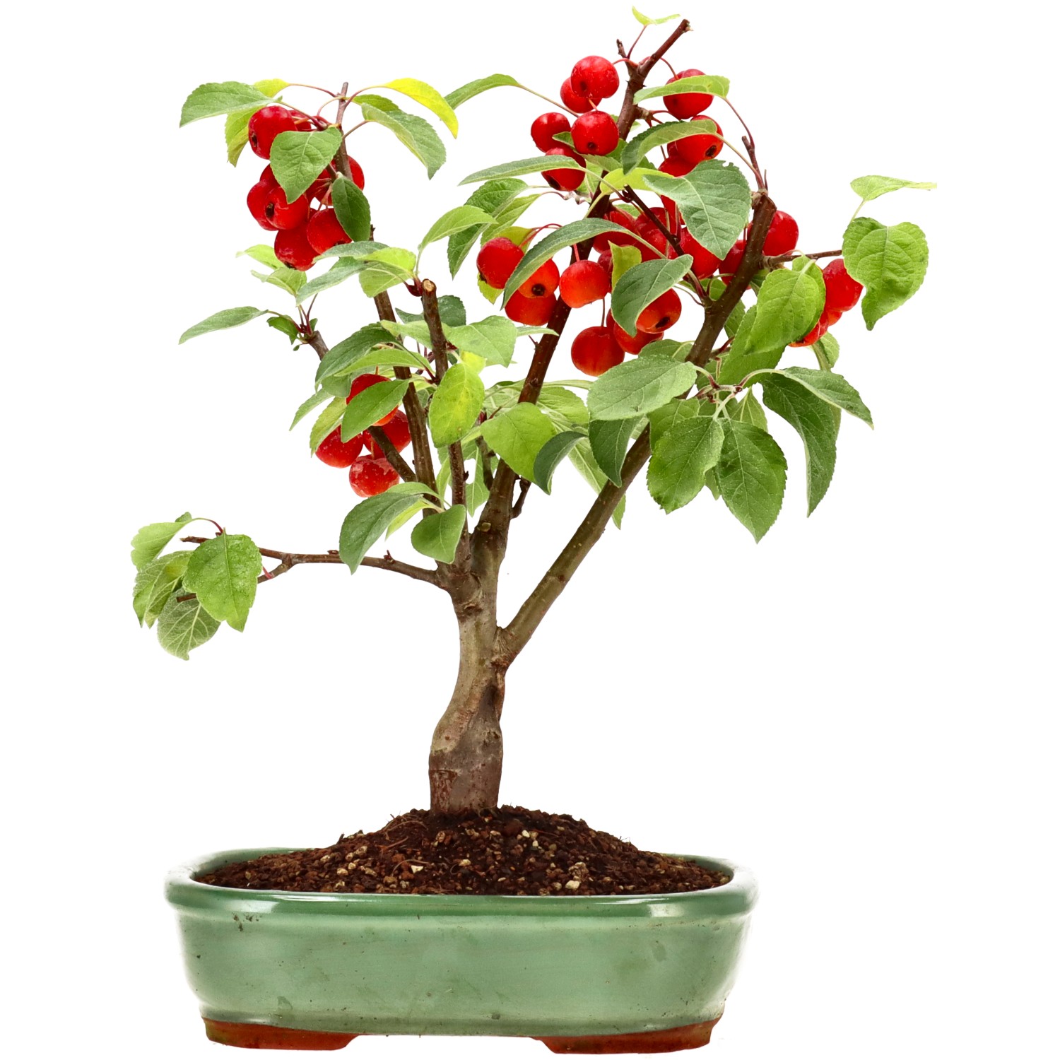 Zierapfel, ca. 12 J. (37 cm)