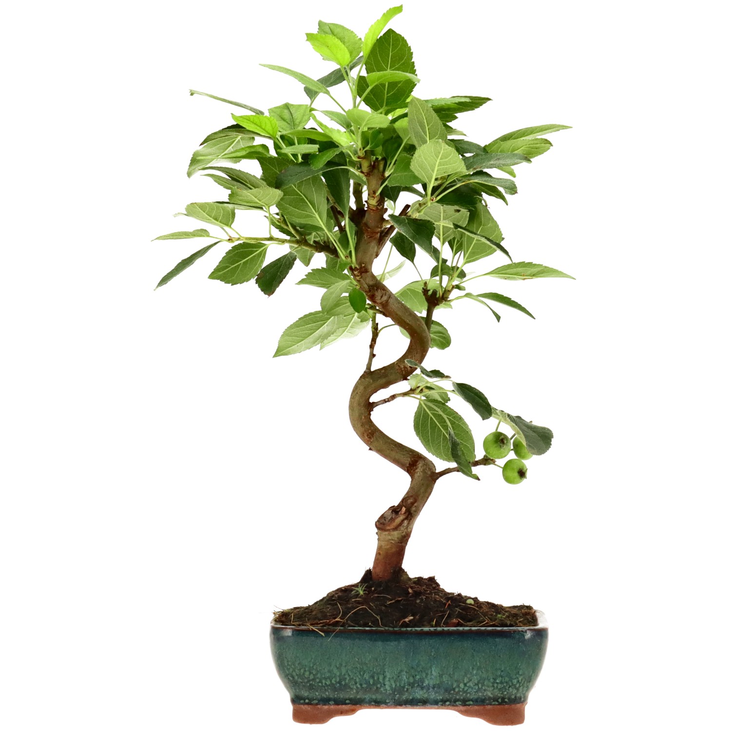 Zierapfel, ca. 8 J. (31 cm)