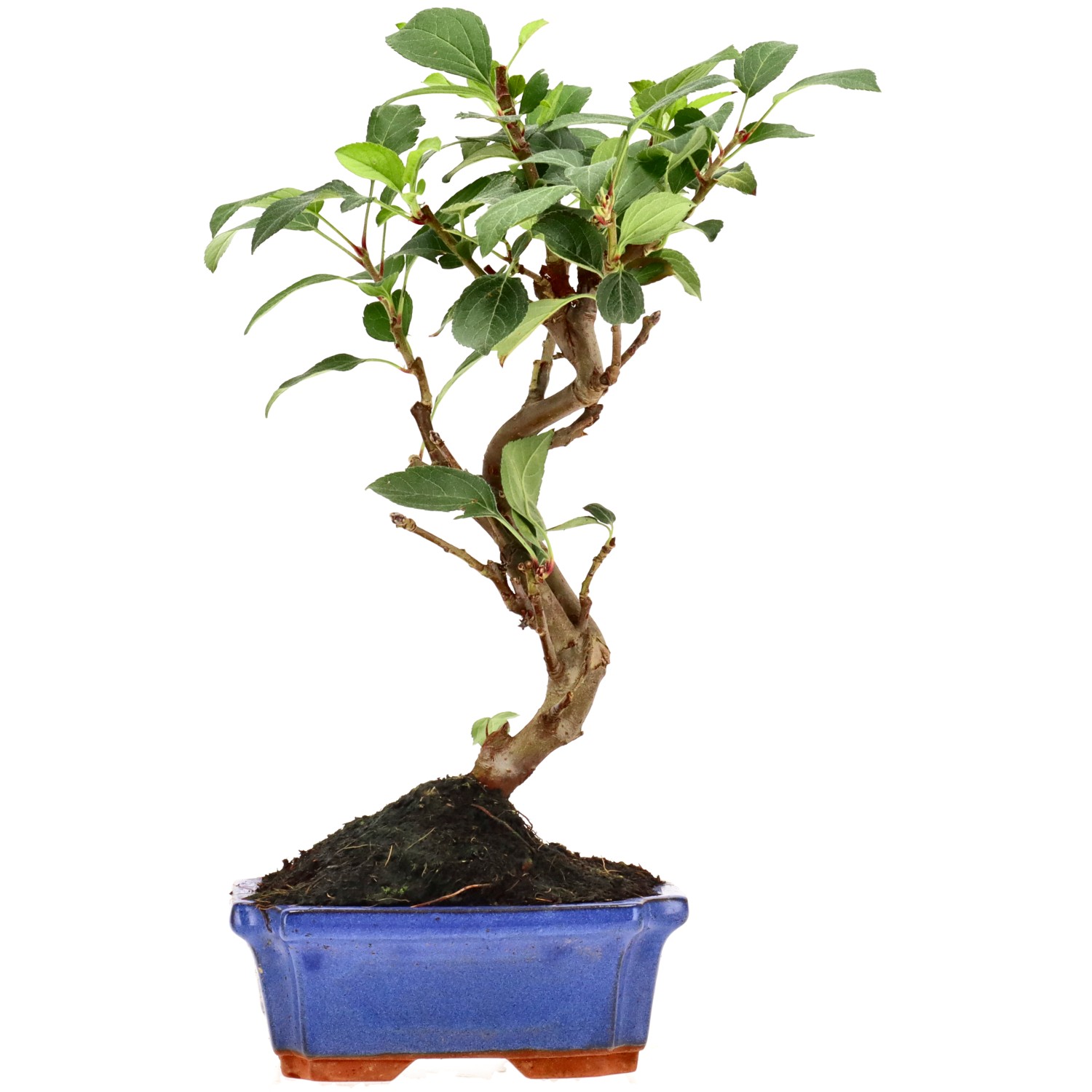 Zierapfel, ca. 7 J. (28 cm)