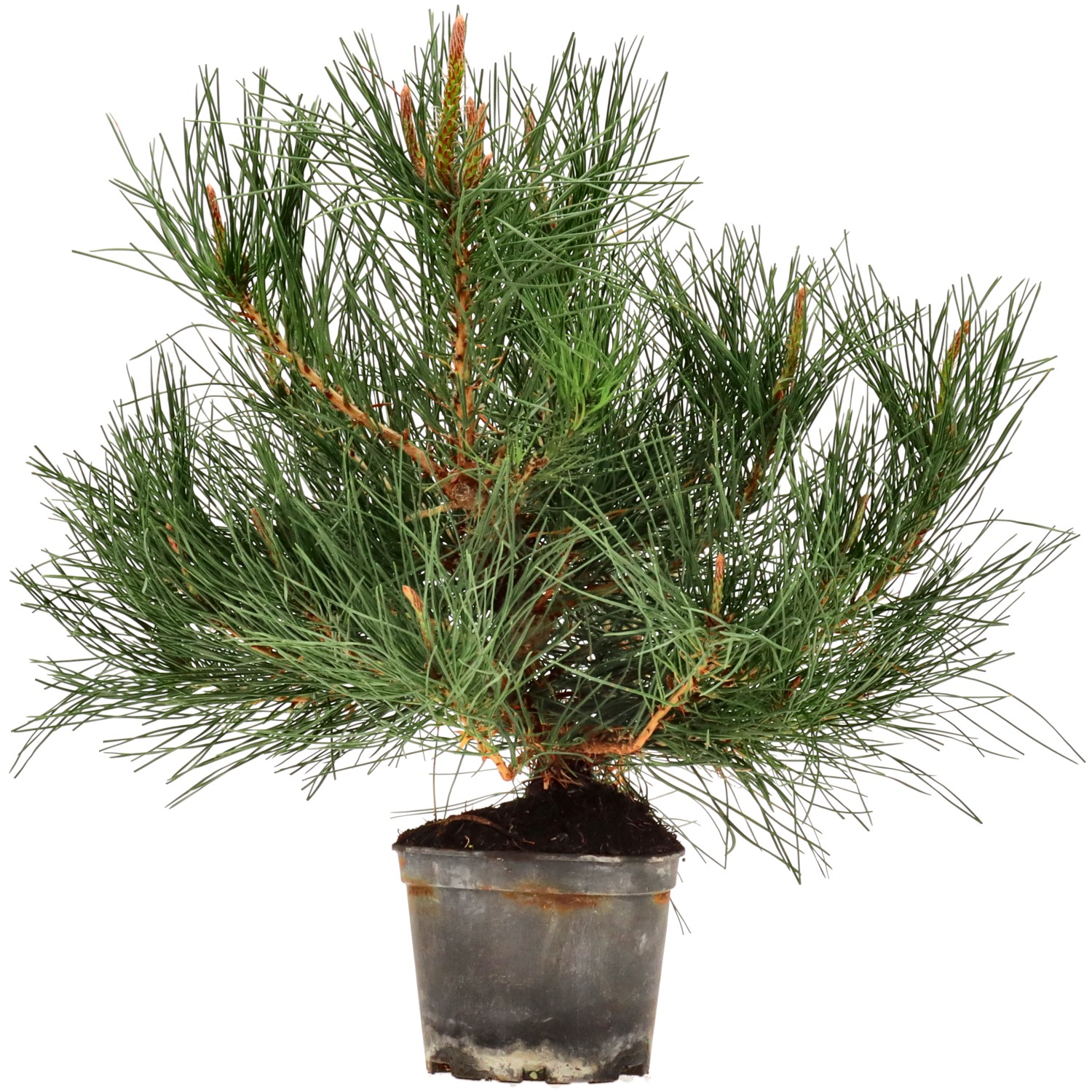 Jap. Schwarzkiefer, ca. 9 J. (37 cm)
