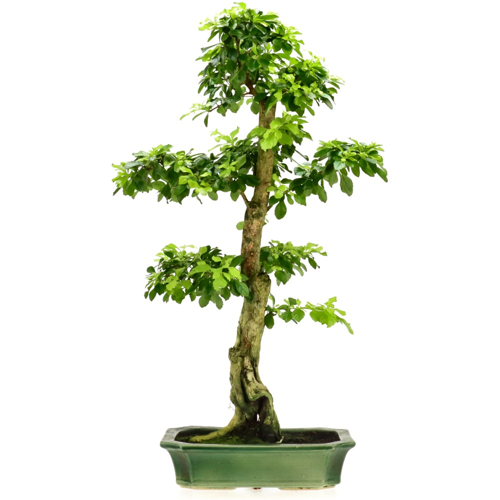 Durantha, ca. 20 J. (66 cm)