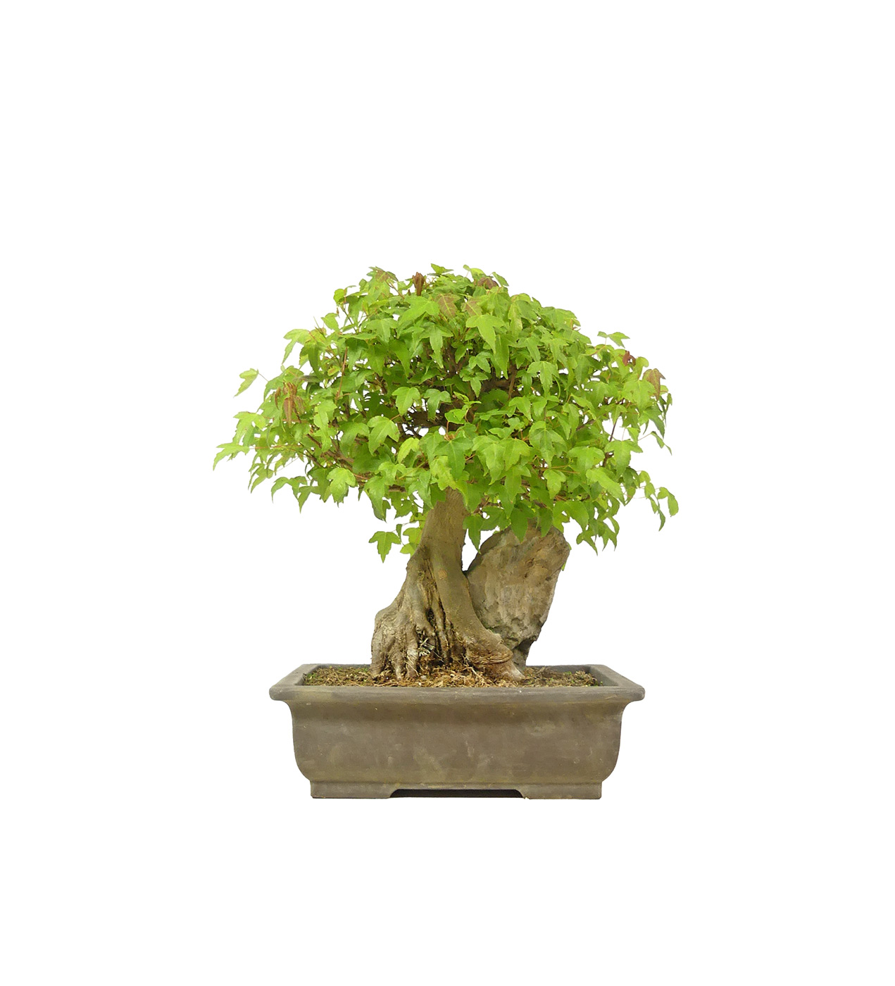 bonsai.fallbackImageTitle bonsai.fallbackImageTitle