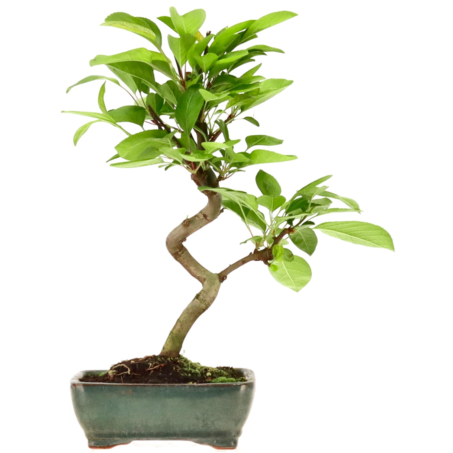 Malus sp., ca. 7 anni (29 cm)