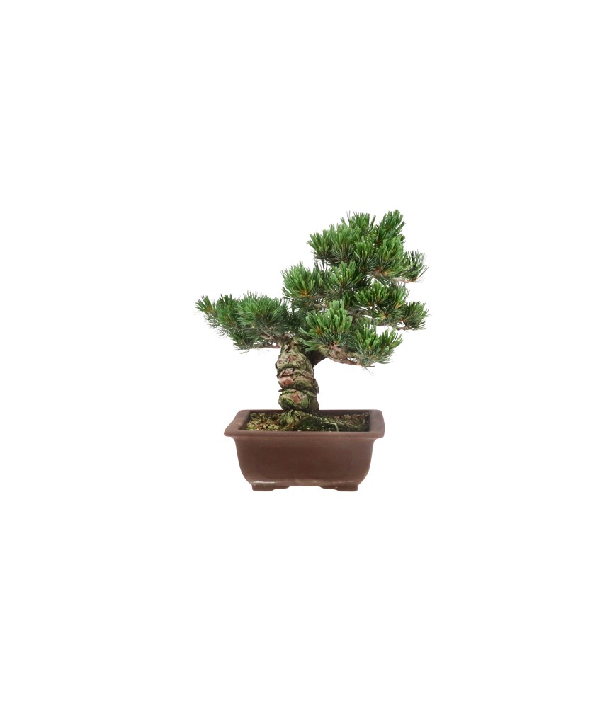 bonsai.fallbackImageTitle bonsai.fallbackImageTitle