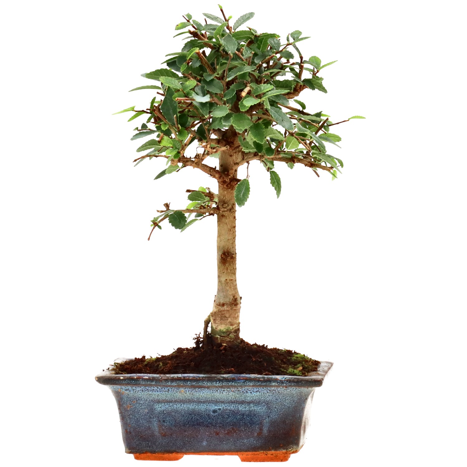 Olmo cinese, ca. 6 anni (19 cm)