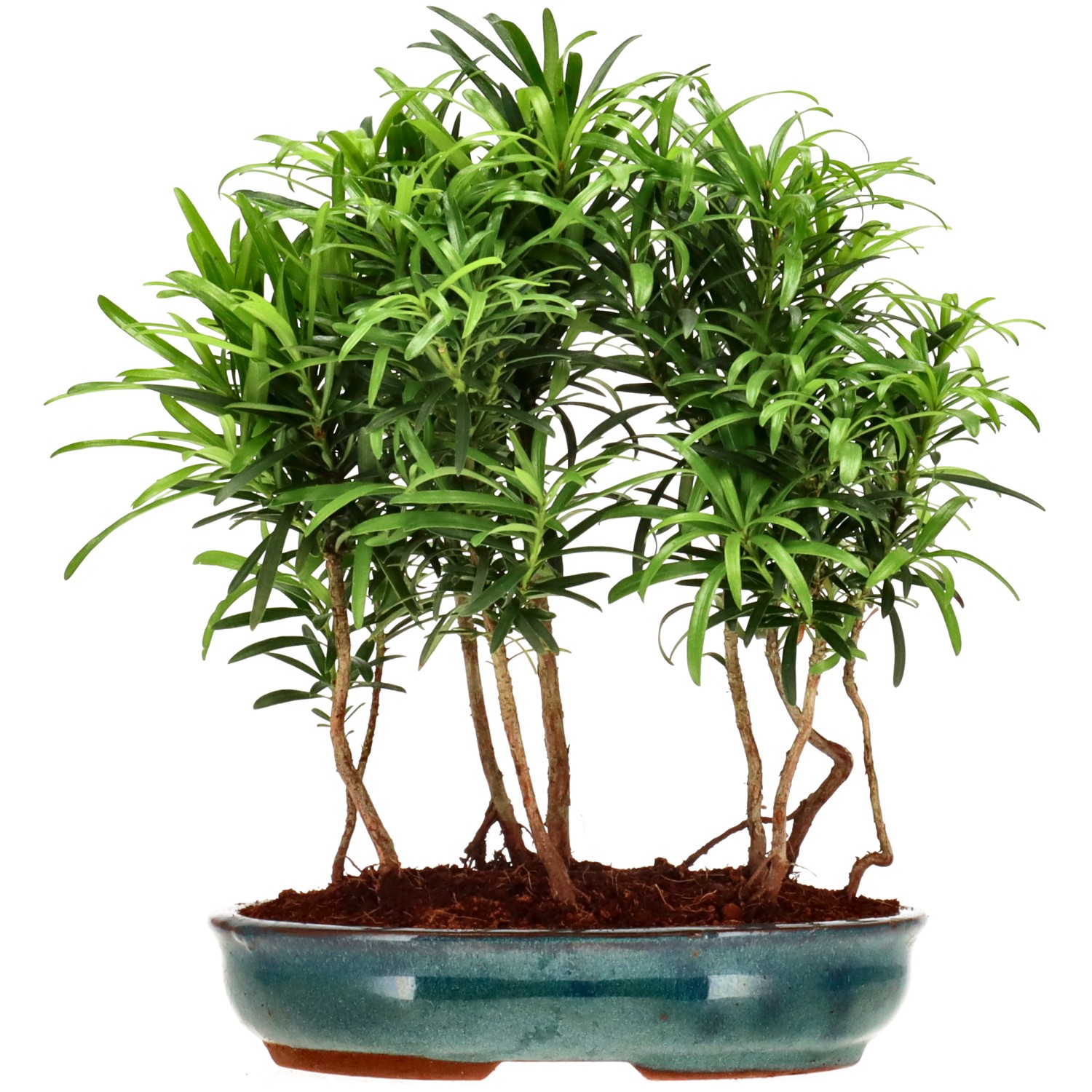 Chin. Steineibe, ca. 3 J. (25 cm)