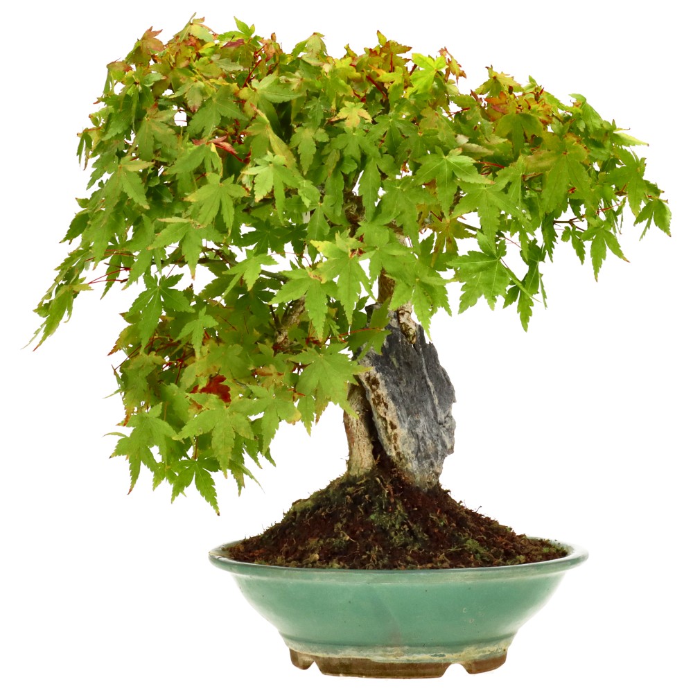 Arce palmado japonés (Yamamomiji), aprox. 16 años (33 cm)