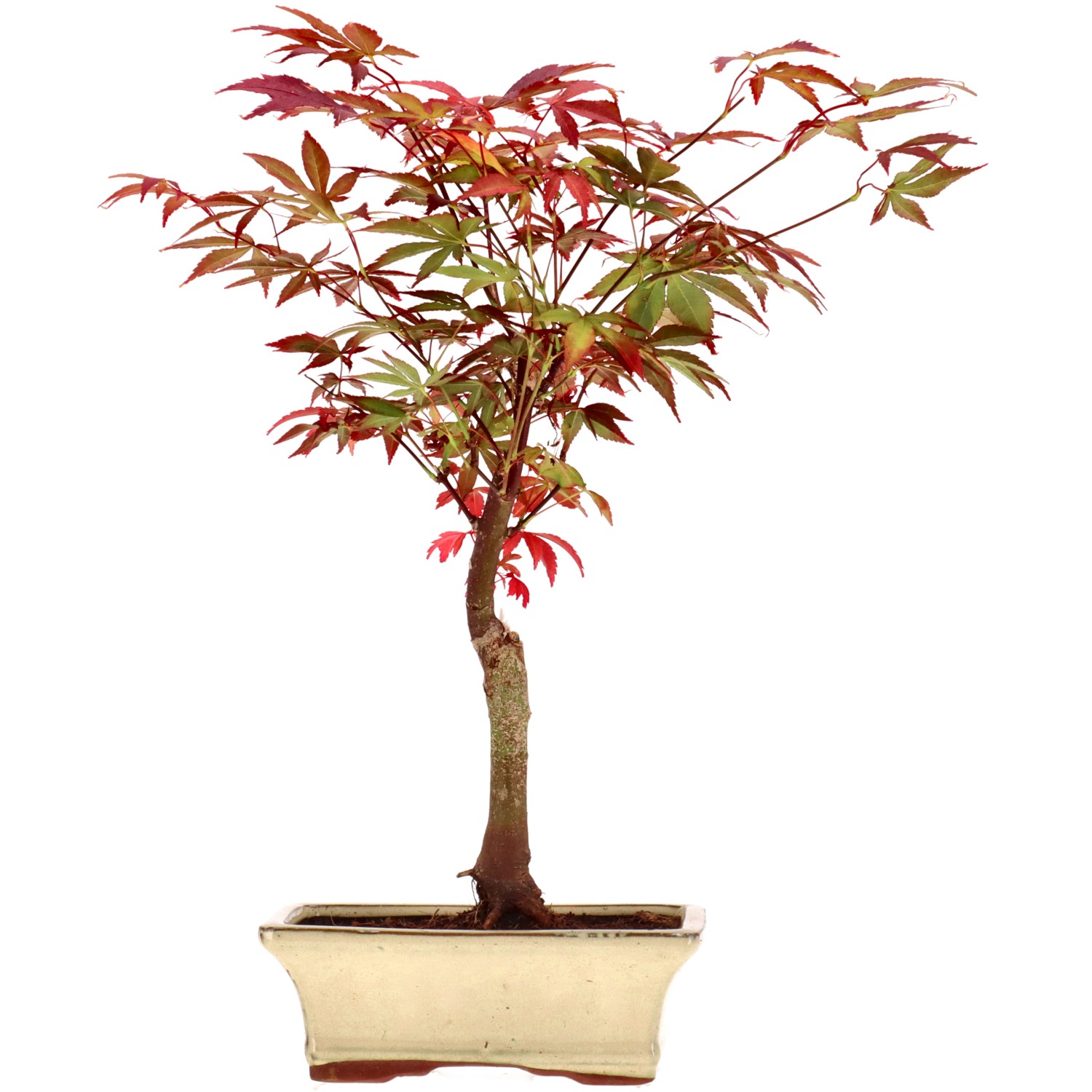 Jap. Fächerahorn (Atropurpureum), veredelt, ca. 9 J. (36 cm)