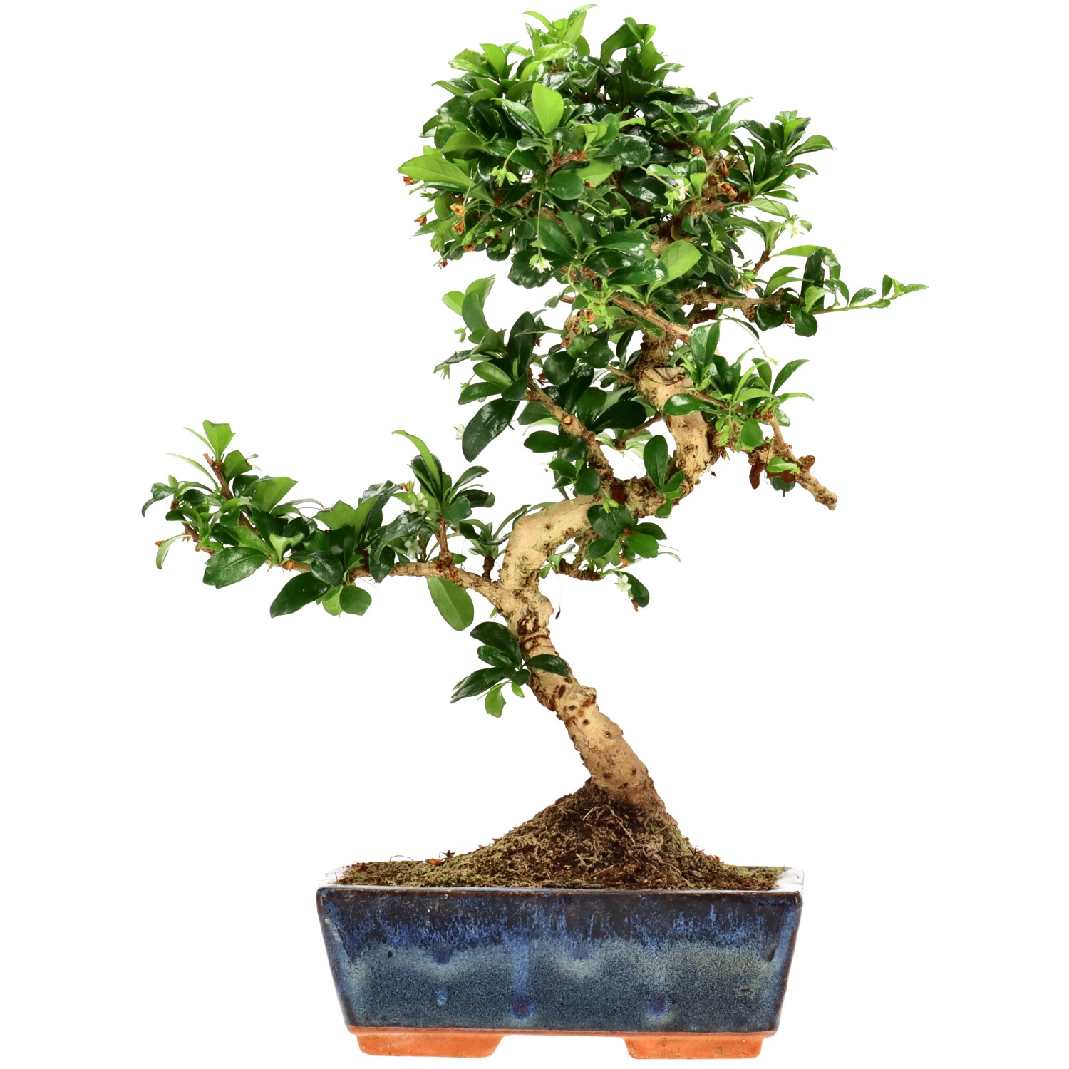 Arbre à thé de Fukien, env. 10 ans (32 cm)