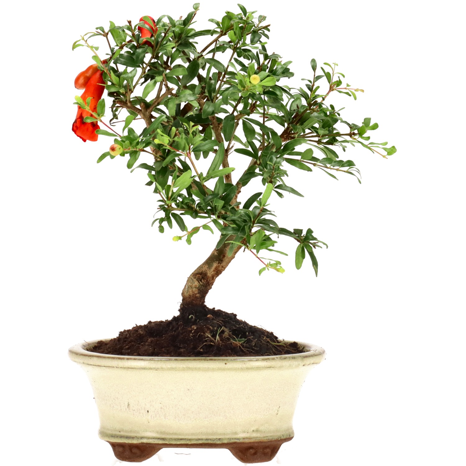 Pomegranate, approx. 7 y. (17 cm)