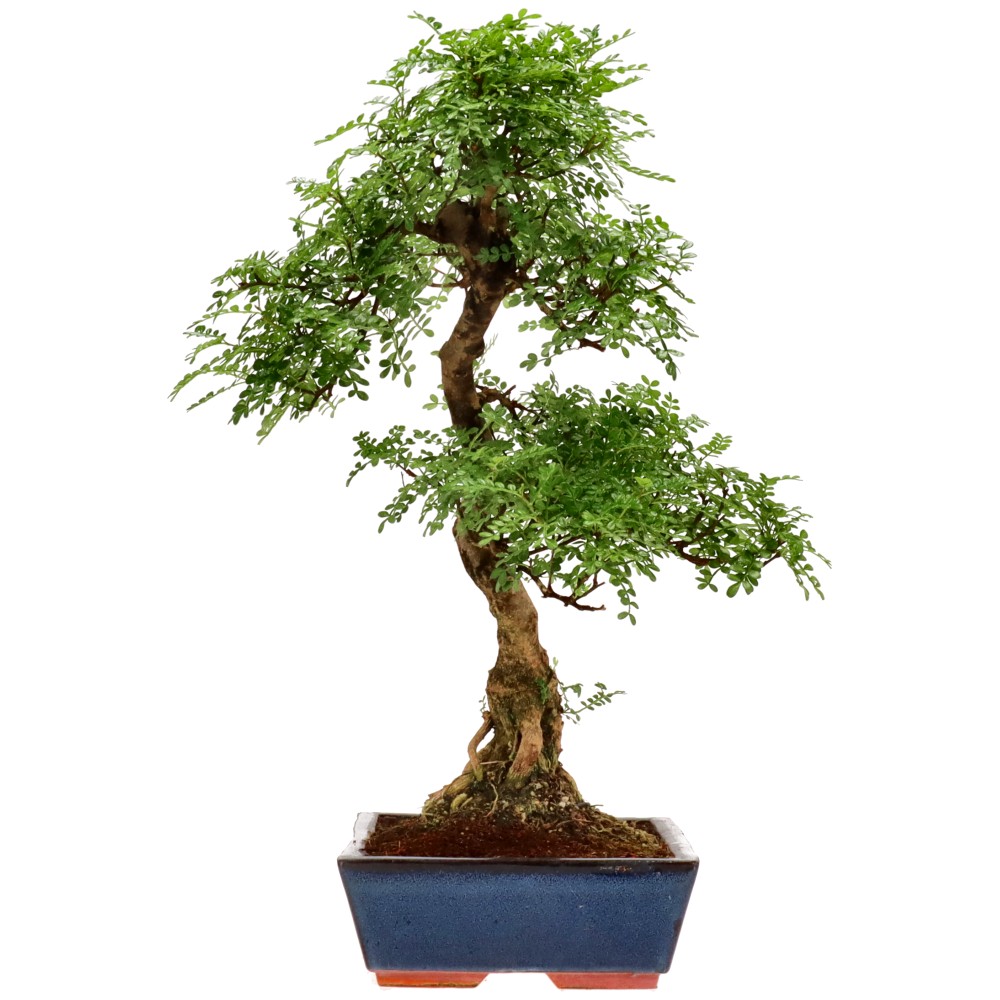 Pfefferbaum, ca. 20 J. (61 cm)