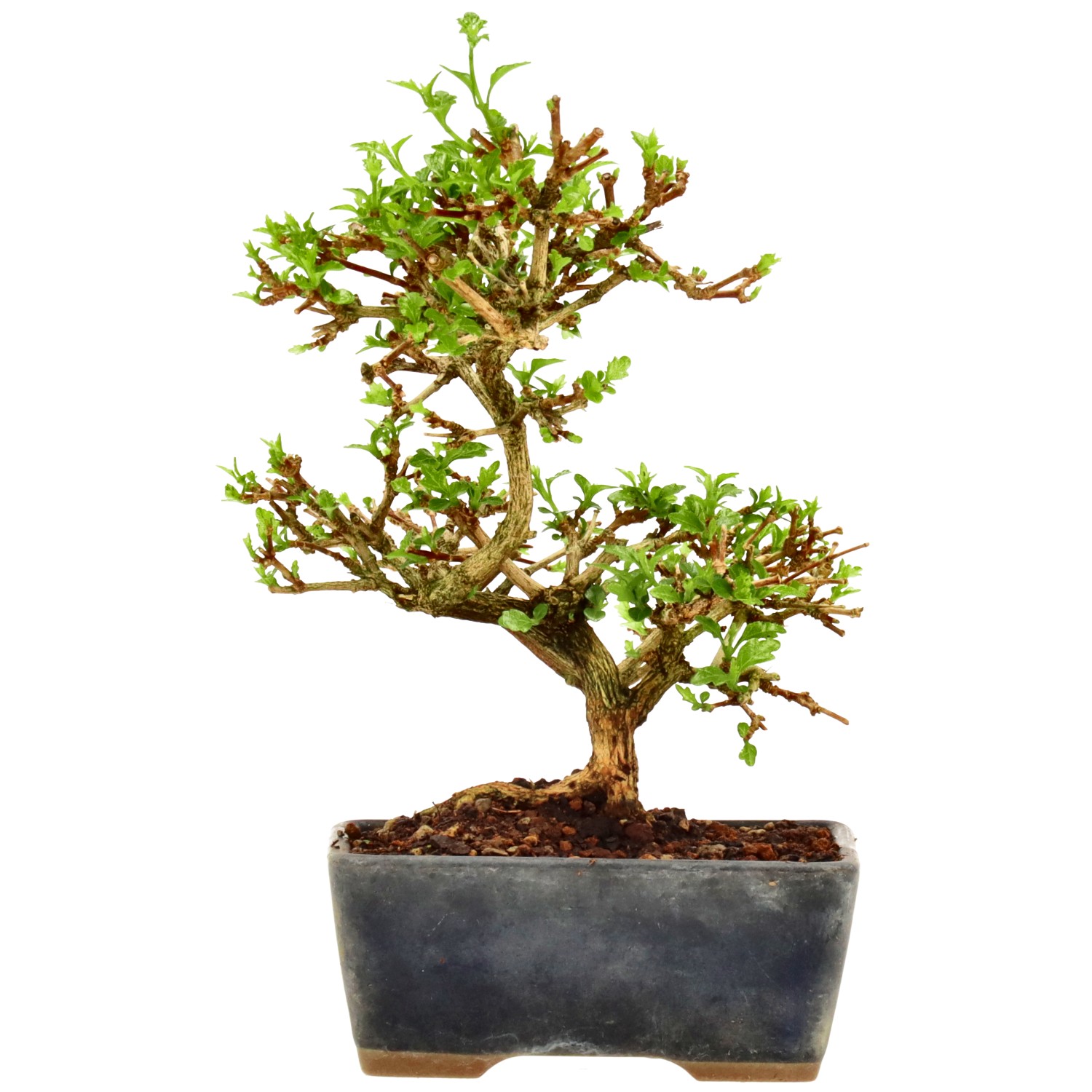 Premna japonica, env. 8 ans (16 cm)