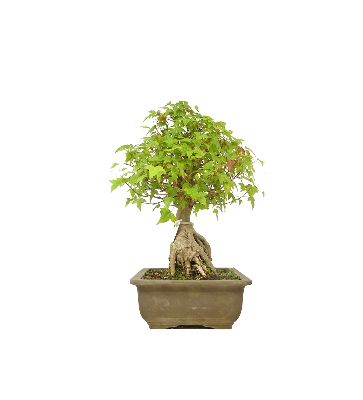 bonsai.fallbackImageTitle bonsai.fallbackImageTitle
