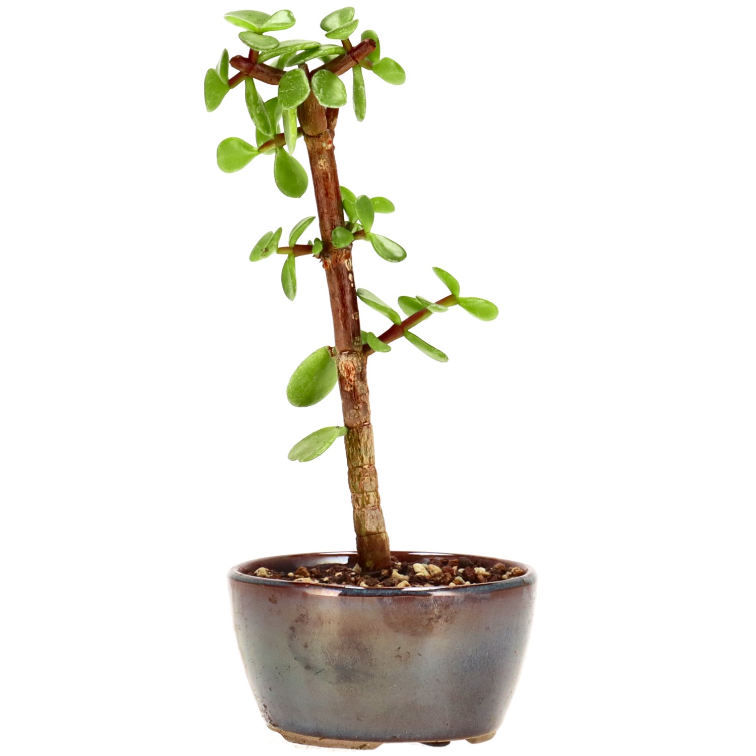 Elephant bush, approx. 2 y. (17 cm)