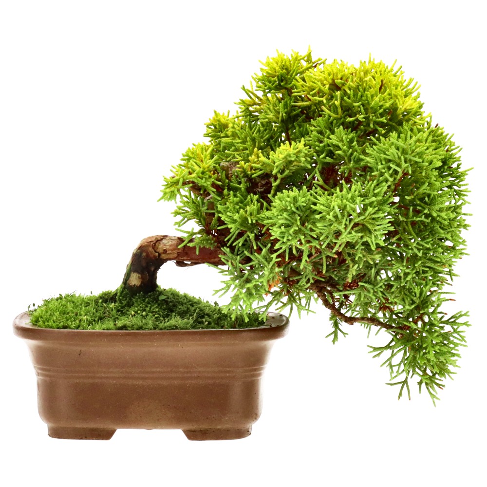 bonsai.fallbackImageTitle bonsai.fallbackImageTitle