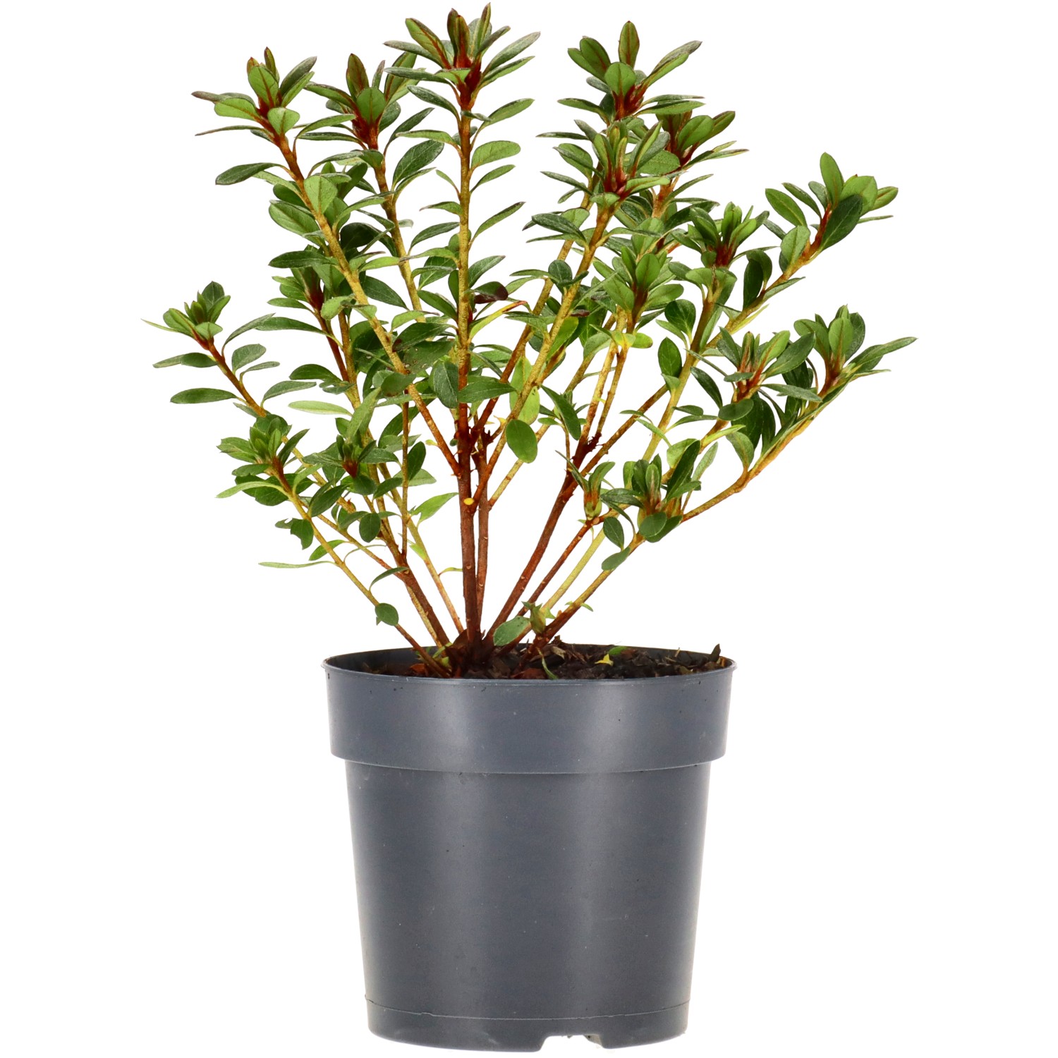 Japanese azalea (Geisha Pink), approx. 2 y. (10-20 cm)