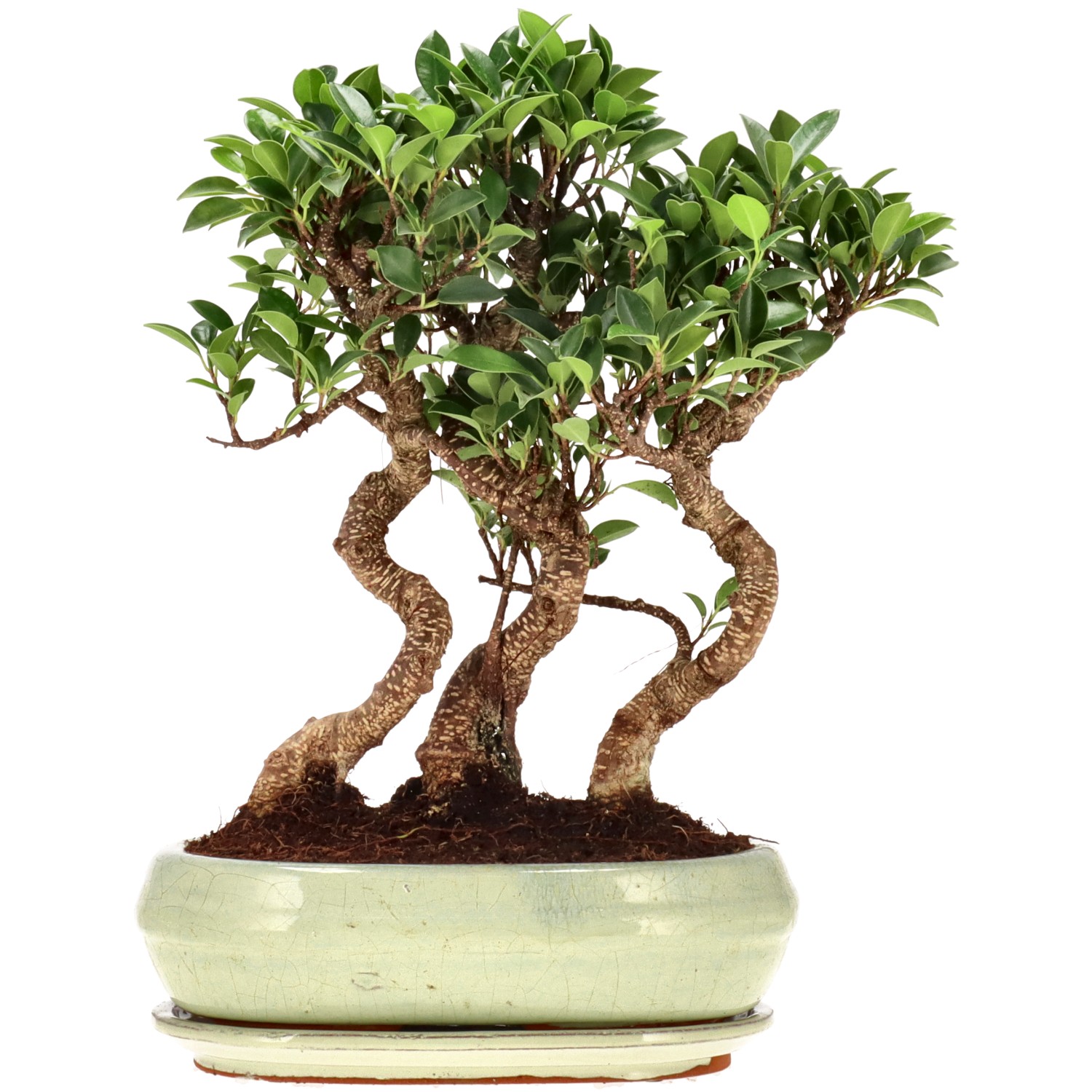 Chin. Feigenbaum (Ret.), ca. 10 J. (31 cm)  