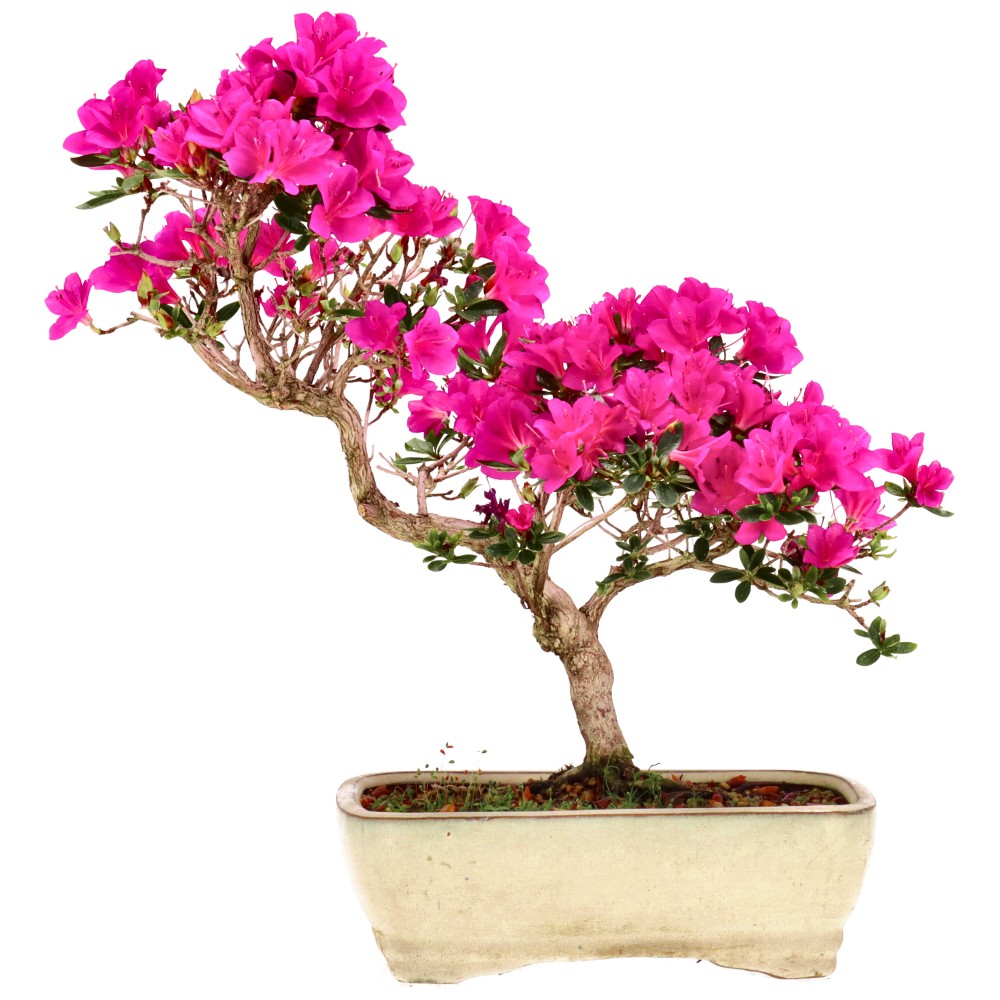 Azalea japónica, aprox. 12 años (29 cm)