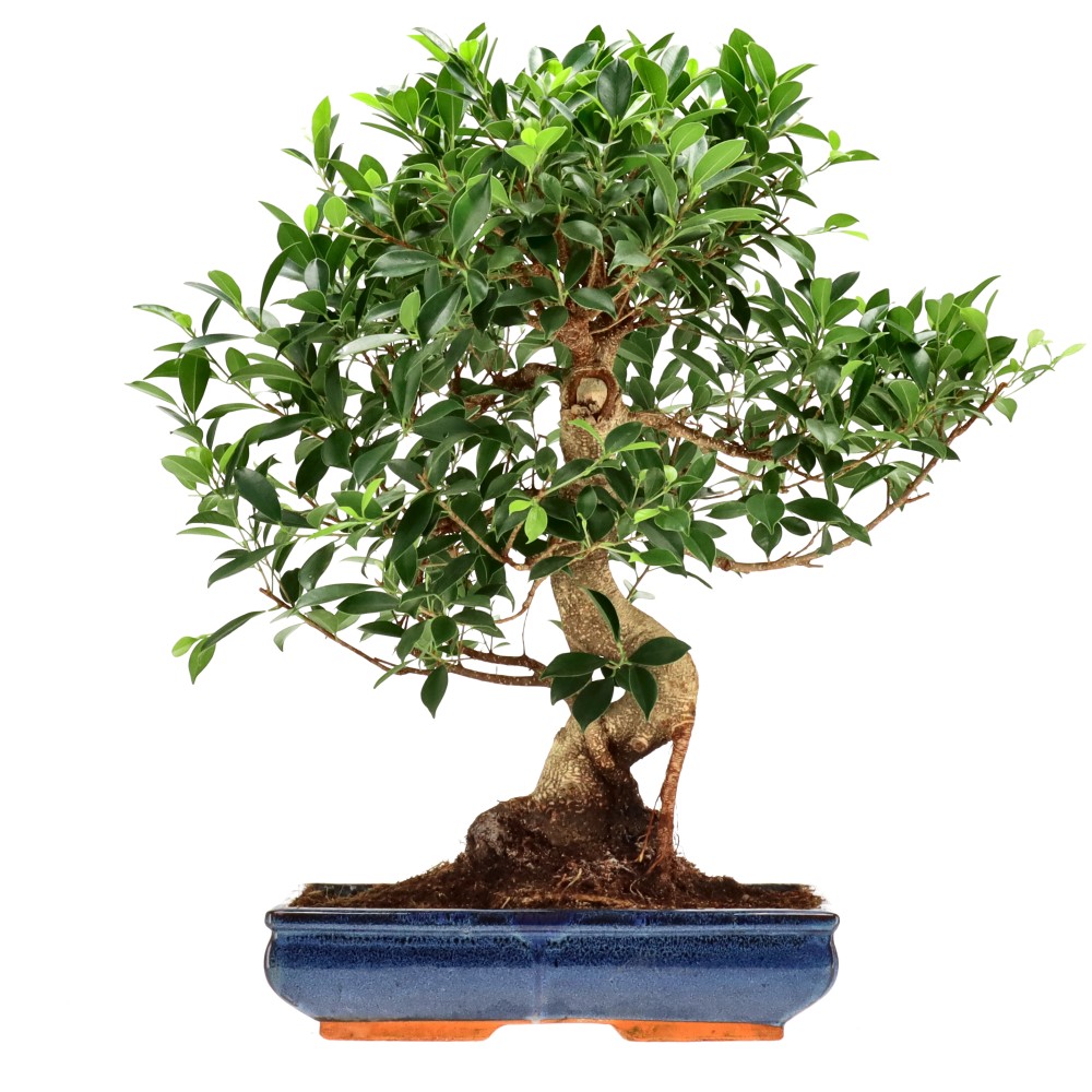 Chin. Feigenbaum (Retusa), ca. 20 J. (59 cm)
