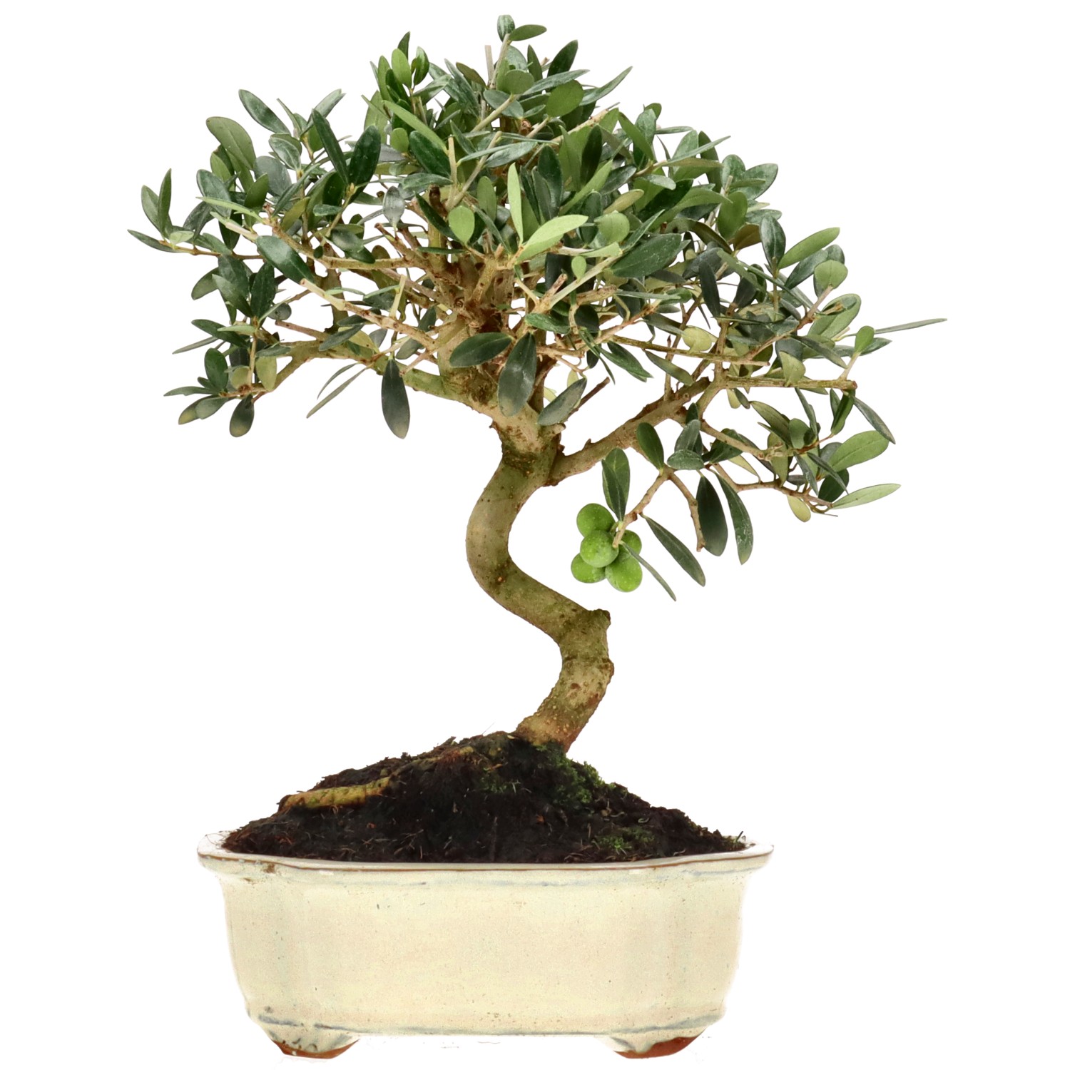 Olea europaea, env. 10 ans (27 cm)