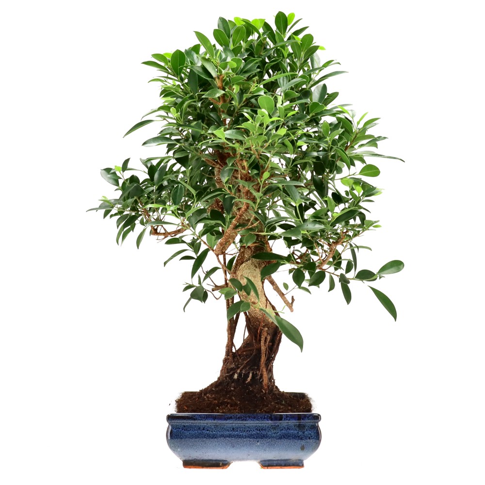 Chin. Feigenbaum (Retusa), ca. 20 J. (65 cm)