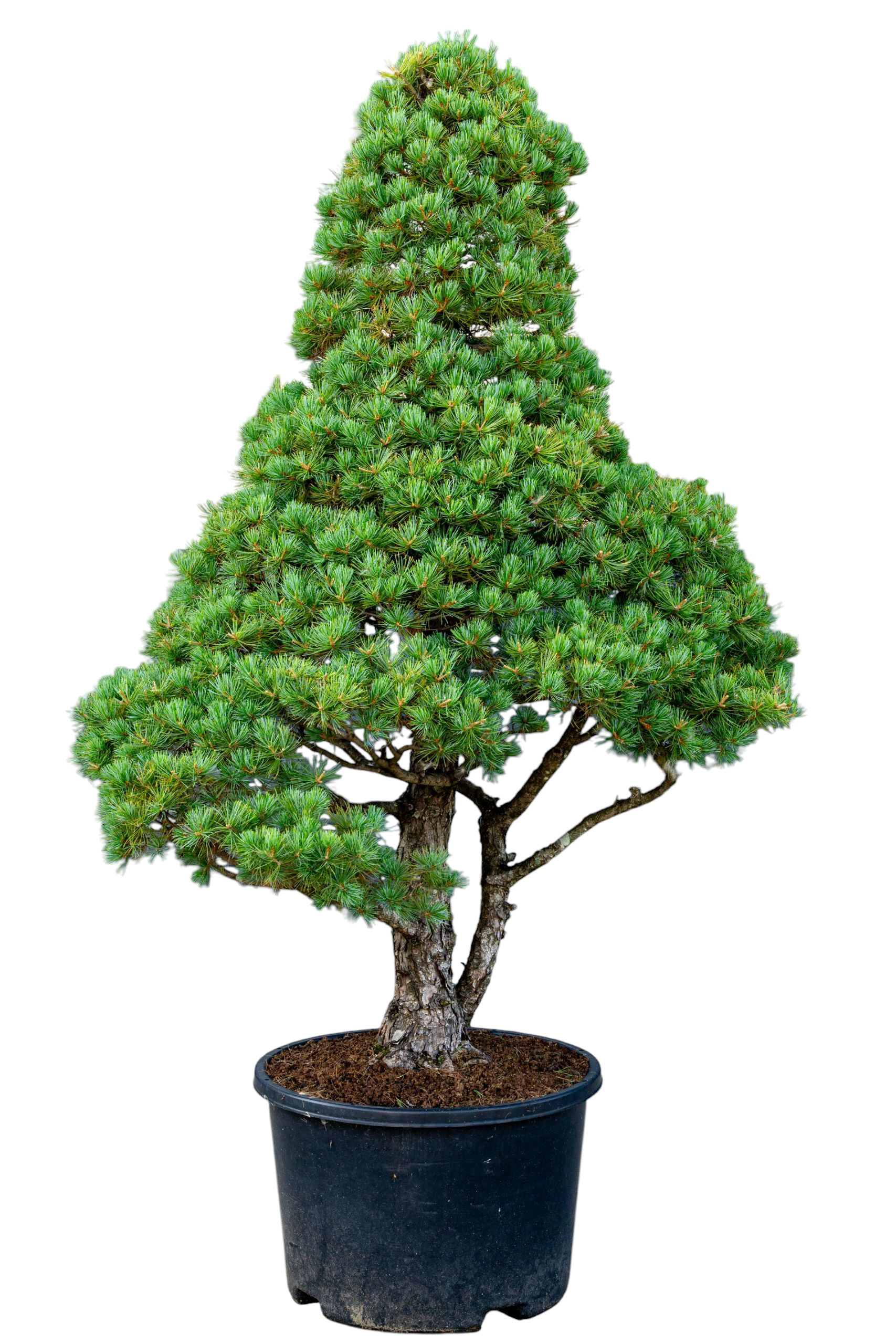 Tuinbonsai - Pinus, ca. 30 jaar