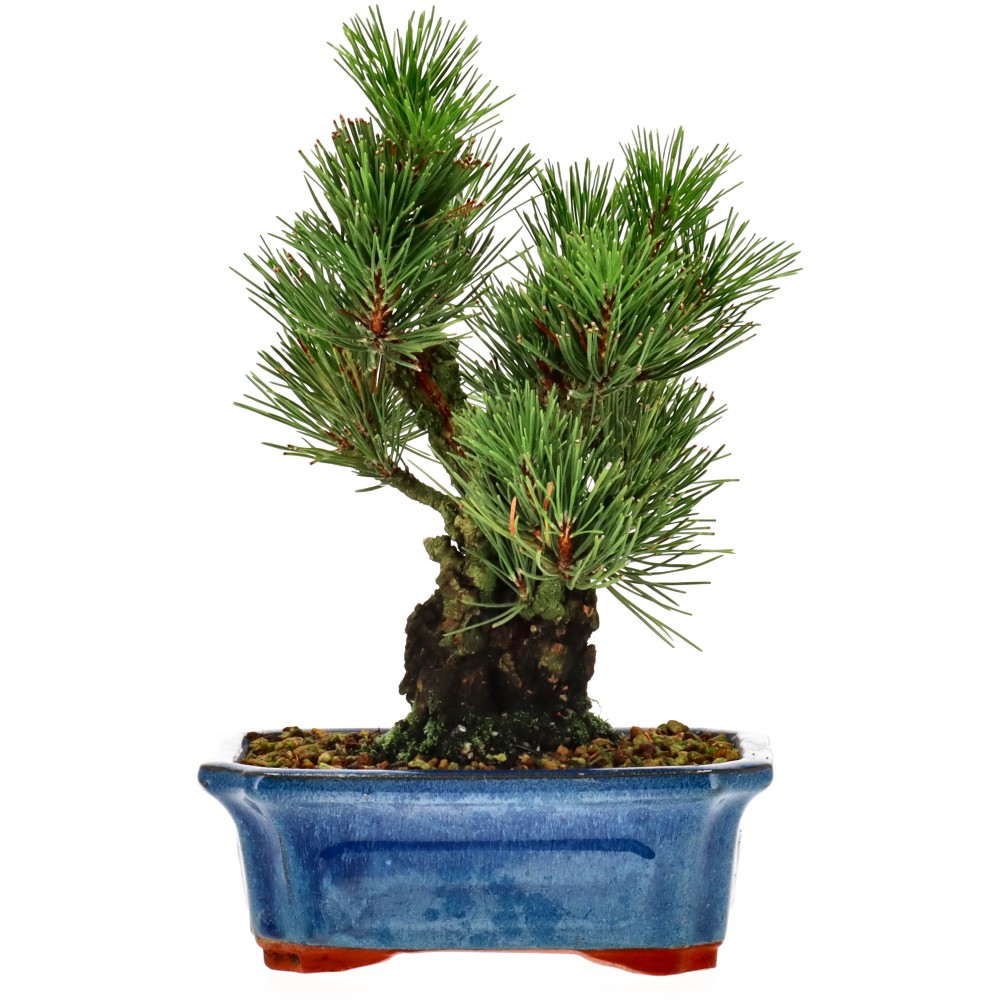 Pinus thunbergii corticosa, ca. 15 j. (23 cm)