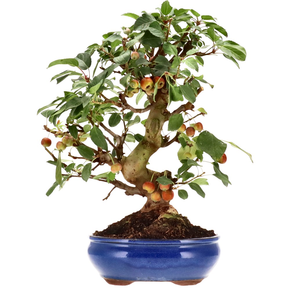 Zierapfel, ca. 17 J. (42 cm)