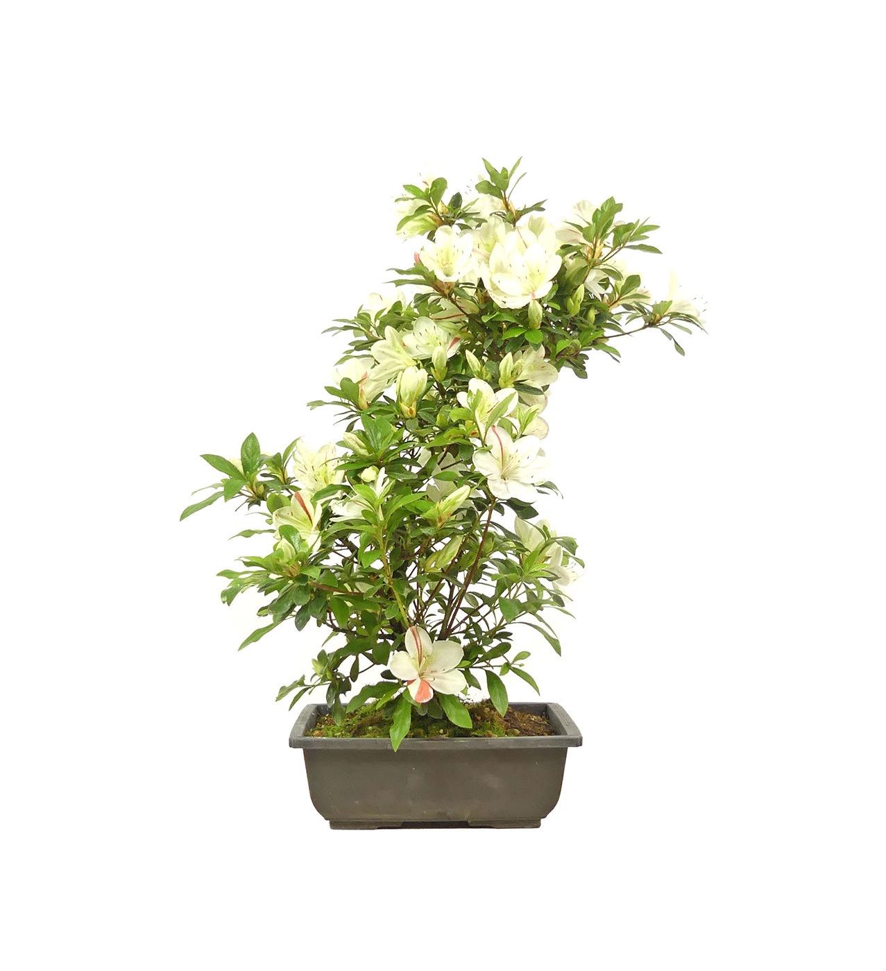Jap. Azalee, ca. 12 Jahre (48 cm)
