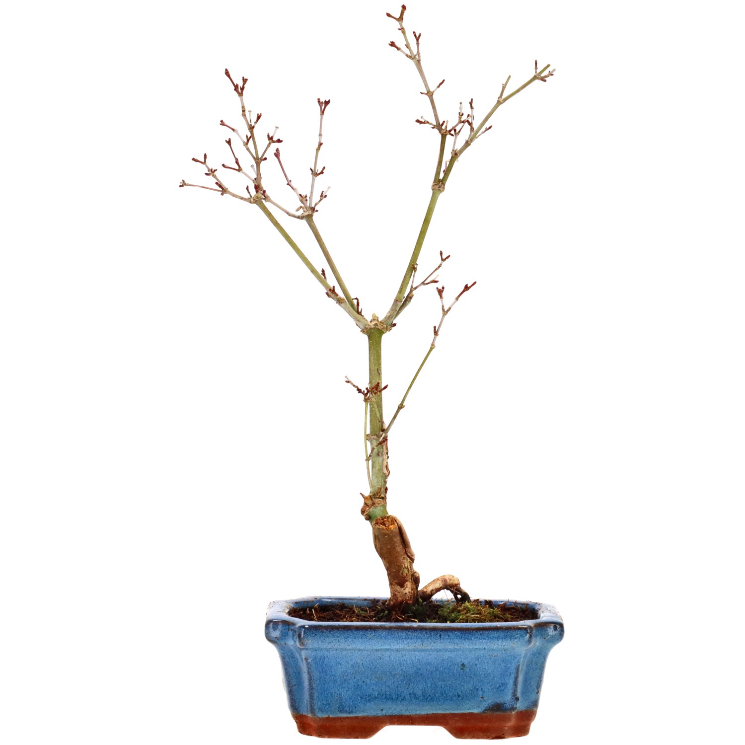 Jap. Maple (Deshojo), approx. 7 y. (31 cm)