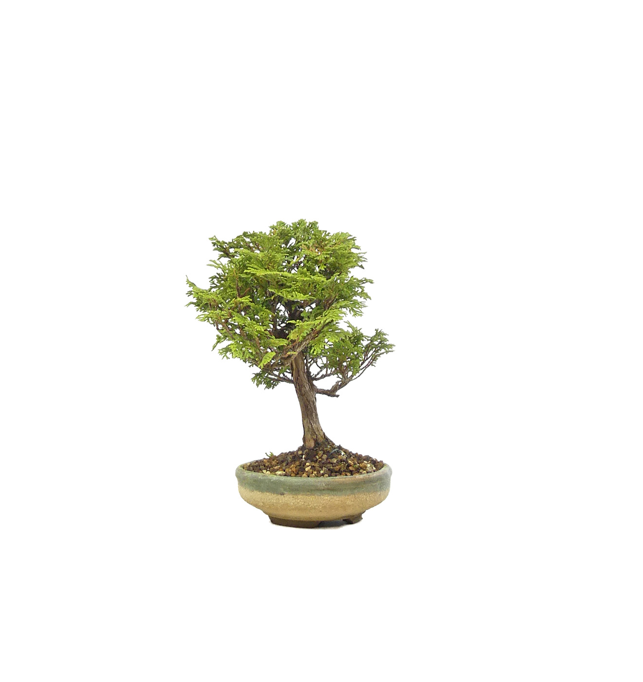bonsai.fallbackImageTitle bonsai.fallbackImageTitle